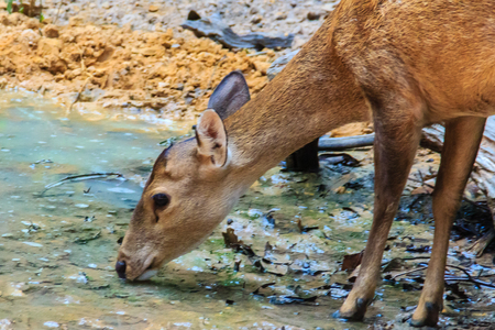 Cute Barking Deer, or Red Muntjac in common name or Muntiacus muntjak in Scientific name is drinking water in the stream at the open zoo