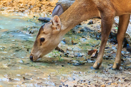 Cute Barking Deer, or Red Muntjac in common name or Muntiacus muntjak in Scientific name is drinking water in the stream at the open zoo