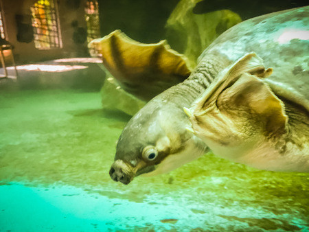 長い首のタートル 亀蛇首 はガラスの池に泳いでいます の写真素材 画像素材 Image
