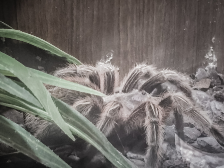 Theraphosa 突起ファミリー トリクイグモ ベネズエラで発見でクモの種であります それはピンクの足ゴリアテやゴリアテのピンクのつま先タランチュラと呼ばれます の写真素材 画像素材 Image Theraphosa 突起ファミリー トリクイグモ ベネズエラで発見でクモの種であります それはピンクの足ゴリアテやゴリアテのピンクのつま先タランチュラと呼ばれます の写真素材 画像素材 Image