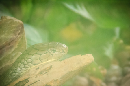 ユニークな機能を使用して素手でキング コブラ ヘビをキャッチする男 キング コブラ Ophiophagus ハンナ 別名ハマドリュアスは世界最大の毒ヘビ種です の写真素材 画像素材 Image ユニークな機能を使用して素手でキング コブラ ヘビをキャッチする男 キング コブラ Ophiophagus ハンナ 別名ハマドリュアスは世界最大の毒ヘビ種です の写真素材 画像素材 Image