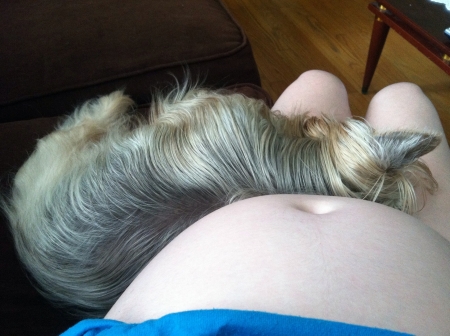 妊娠中の女性の膝の上に寝ている犬 の写真素材 画像素材 Image