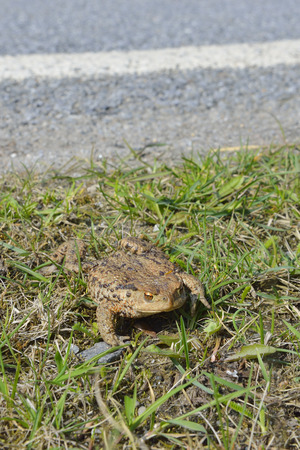 toad on the road stock photos royalty free toad on the road images