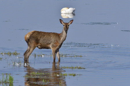 Red deer in a lake in the morning in Saxon