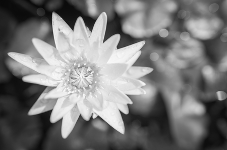 White yellow lotus flower and lotus flower plants water black and white photo White yellow lotus flower and lotus flower plants water black and white photo