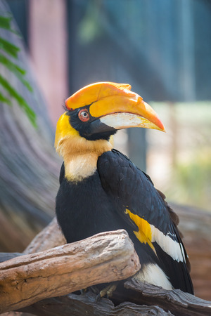 オオサイチョウ サイチョウ属 Bicornis インド オオサイチョウやオオサイチョウ パイドとも呼ばれます ビンテージ トーン の写真素材 画像素材 Image