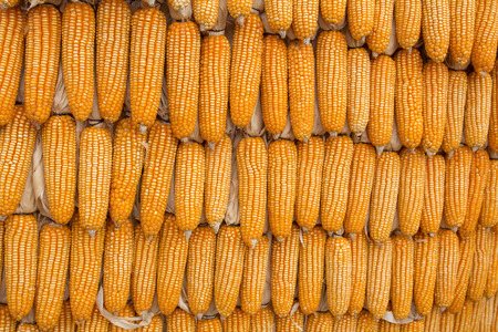 corn varieties