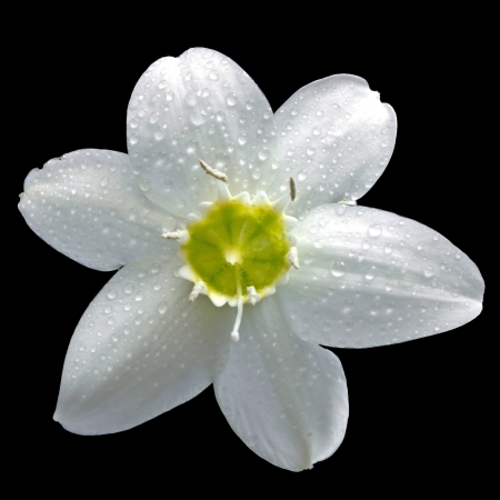 黒の背景ユーチャリス グランディフローラにアマゾンのユリの花を白します の写真素材 画像素材 Image 黒の背景ユーチャリス グランディフローラにアマゾンのユリの花を白します の写真素材 画像素材 Image