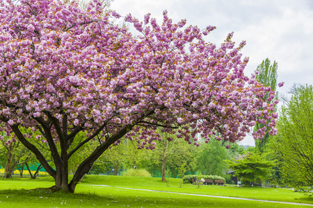 Beautiful sakura tree in the park in Kreuzlingen, Switzerland - 55589038