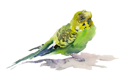 green and yellow parrot on white background watercolor painting