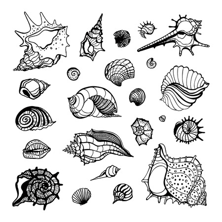 貝殻のコレクションです 手描きの背景の図 海シェル セットのイラスト素材 ベクタ Image