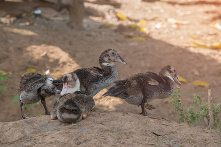 Gruppe Von Enten Lizenzfreie Fotos Bilder Und Stock Fotografie
