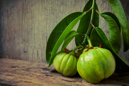 Garcinia schläfrig Garcinia schläfrig