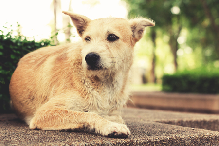 悲しい目を離れていると 公園で横になっている野良犬 ヴィンテージ効果音 の写真素材 画像素材 Image