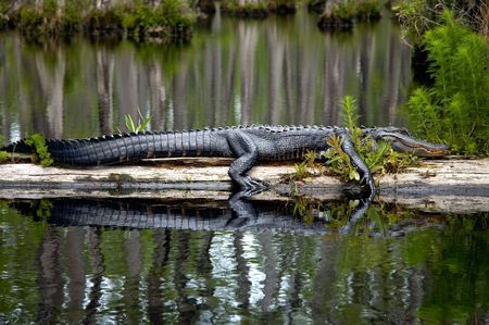 Gator laying on a log Reklamní fotografie