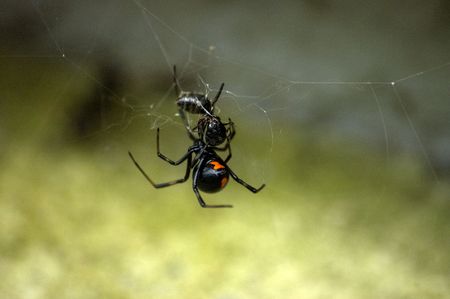 Black Widow attacking an ant that got caught in her web