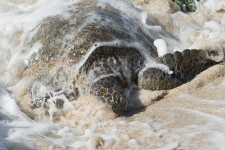 ウミガメのビーチで Laniakea ビーチ ハレイワ ノース ショア オアフ島 ハワイ 米国 の写真素材 画像素材 Image ウミガメのビーチで Laniakea ビーチ ハレイワ ノース ショア オアフ島 ハワイ 米国 の写真素材 画像素材 Image