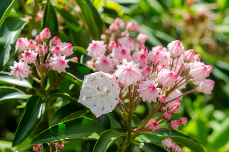 紫と白のコロンバイン 州の花 山の荒野に咲く の写真素材 画像素材 Image 紫と白のコロンバイン 州の花 山の荒野に咲く の写真素材 画像素材 Image