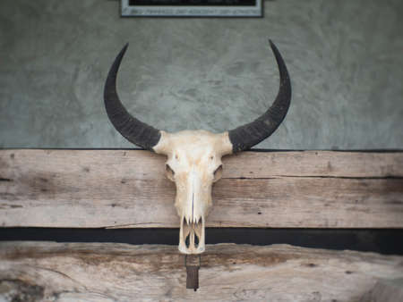 水牛の頭骨 水牛の頭蓋骨の写真素材・画像素材 Image 12499048