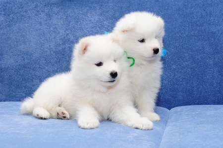 サモエド犬 としてまた知られている Bjelkier 舌を出した 1 つの 2 つの面白い子犬 の写真素材 画像素材 Image