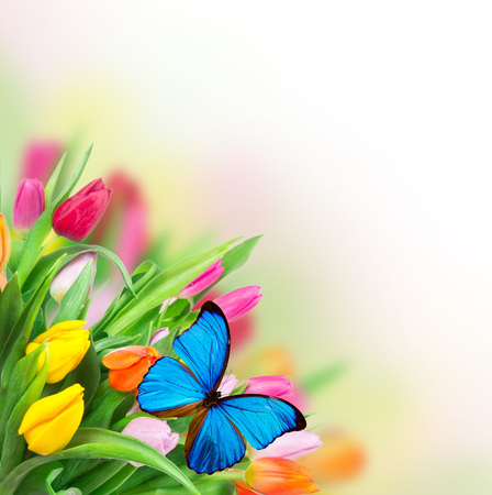 butterfly: hoa tulip đẹp bouquet với bướm. chủ đề mùa xuân.