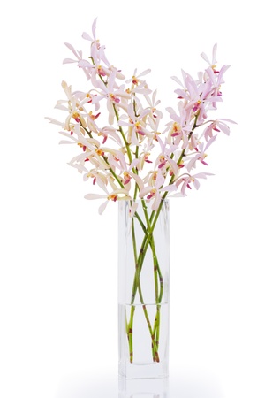 ハワイピンクの蘭の花瓶に白の反射 の写真素材 画像素材 Image ハワイピンクの蘭の花瓶に白の反射 の写真素材 画像素材 Image