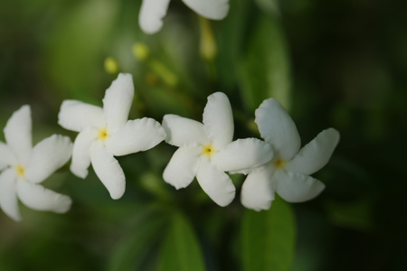 白いジャスミンの花 白い背景で隔離 の写真素材 画像素材 Image 白いジャスミンの花 白い背景で隔離 の写真素材 画像素材 Image