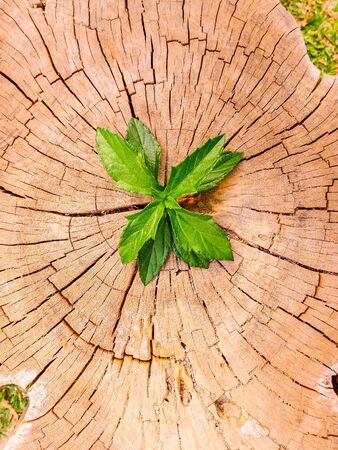 Plant growing out of a tree stump Stock Photo