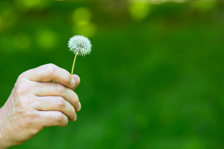 鮮やかな緑の芝生の背景の上のタンポポの花 白いタンポポを爆破する準備ができてを抱きかかえた 自然公園屋外に対して人間の手で夏のタンポポ の写真素材 画像素材 Image 鮮やかな緑の芝生の背景の上のタンポポの花 白いタンポポを爆破する準備ができてを抱きかかえた 自然公園屋外に対して人間の手で夏のタンポポ の写真素材 画像素材 Image