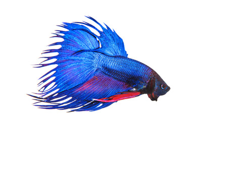 Blauer Und Schwarzer Thailandischer Siamesischer Kampffisch Betta Splendens Lokalisiert Auf Schwarzem Hintergrund Lizenzfreie Fotos Bilder Und Stock Fotografie Image 78577576