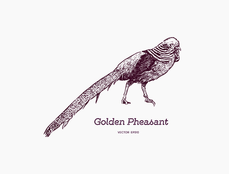 112 Golden Pheasant Cliparts Stock Vector And Royalty Free