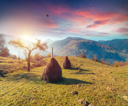 高原植生のささやかな夏と秋 寒い気候の前に異常に美しい色の花 ブルーベリー明るい赤 針葉樹の緑 オレンジ北山 Sinie 素晴らしい魅力森林 の写真素材 画像素材 Image 高原植生のささやかな夏と秋 寒い気候の前に異常に美しい色の花 ブルーベリー明るい赤 針葉樹の緑 オレンジ北山 Sinie 素晴らしい魅力森林 の写真素材 画像素材 Image
