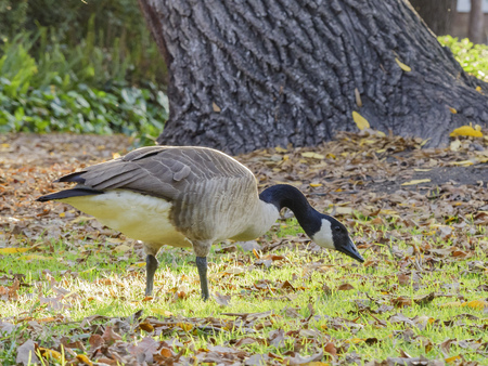 canada goose los angeles canada goose los angeles