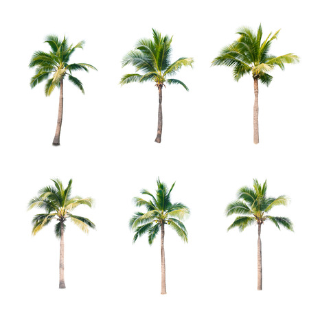 palm tree stock photos royalty free palm tree images
