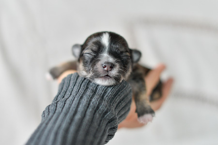 新生児の子犬はかわいいチワワを眠っている の写真素材 画像素材 Image 新生児の子犬はかわいいチワワを眠っている の写真素材 画像素材 Image