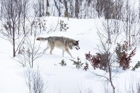 冬のノルウェーの森のオオカミ の写真素材 画像素材 Image 冬のノルウェーの森のオオカミ の写真素材 画像素材 Image