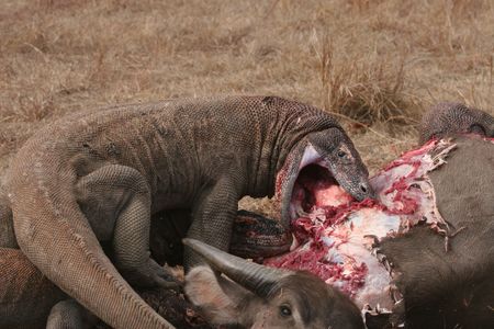 komodo dragons eating wild buffalo rinca island indonesia stock
