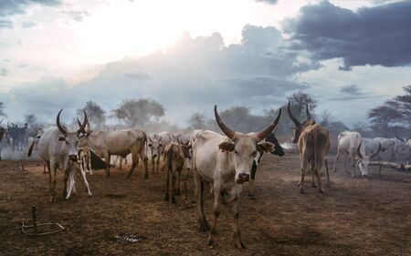 White cattle grazing in evening Banco de Imagens