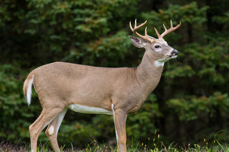 closeup of majestic whitetail deer buck framed by dense forest