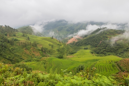 The landscape of Saigon: ruộng bậc thang ở Sapa Việt Nam Kho ảnh