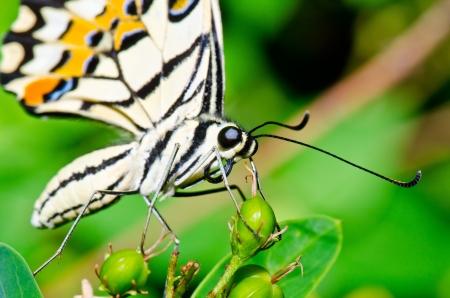ゼブラ Longwing 蝶 - Heliconius Charitonia、黒と黄色の縞模様