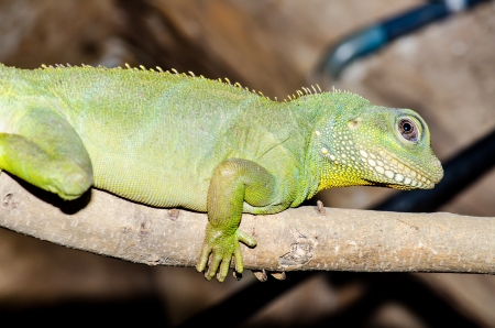 側面図と中国水ドラゴンまた緑水ドラゴン ウォータードラゴン属 Cocincinus 東南アジア熱帯雨林の居住者のクローズ アップ の写真素材 画像素材 Image