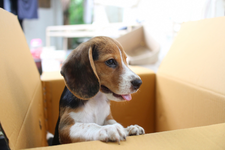 an adorable beagle puppy hold the box edge while it s in the stock
