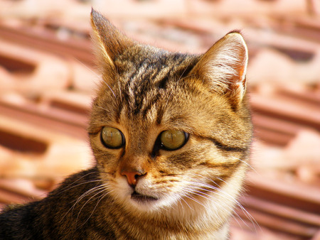 猫の写真 猫の目 猫目の最も美しい写真 かわいい猫 ペット無邪気な表情 の写真素材 画像素材 Image