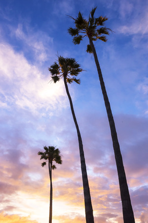Palm Trees In California Beach During Sunset Stock Photo Palm Trees In California Beach During Sunset Stock Photo