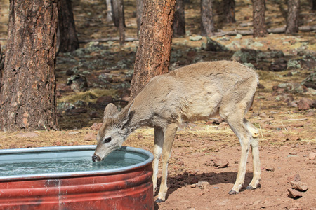 Young deer drinking water