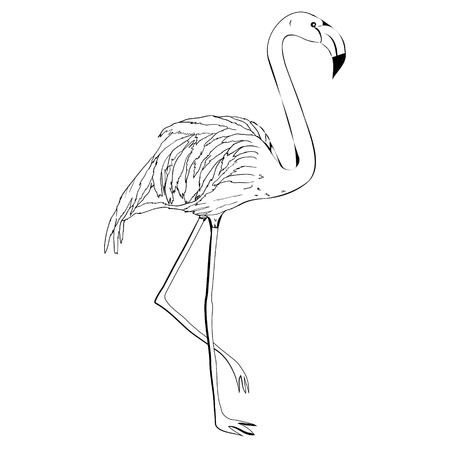 フラミンゴのイラストのイラスト素材・ベクター Image 88888096