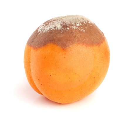 Rotten apricot isolated on white background closeup Stock Photo