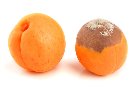 Rotten and good apricot isolated on white background closeup