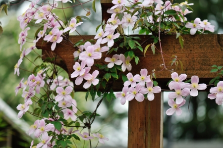 pink clematis montana rubens climbing on garden gate - 13719667